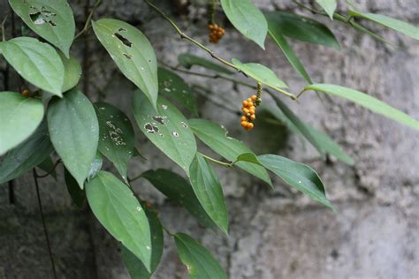 胡椒藤|胡椒科